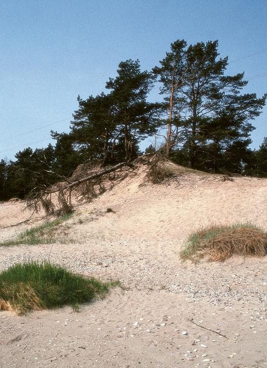 File:Tuule tekitatud rannikuluited_Järve rand Saaremaal.jpg